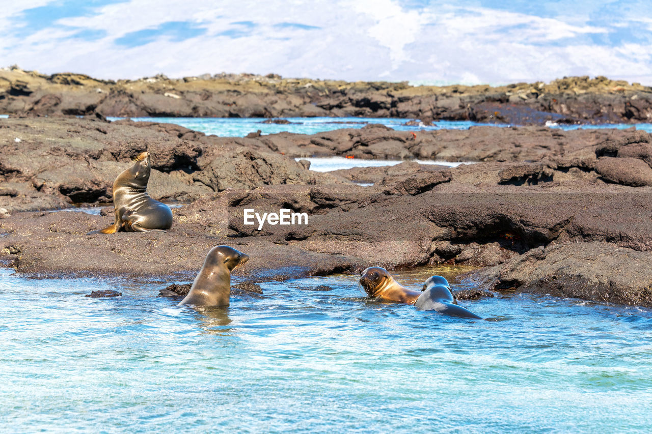 Galapagos sea lions swimming by rocks at fernandina island