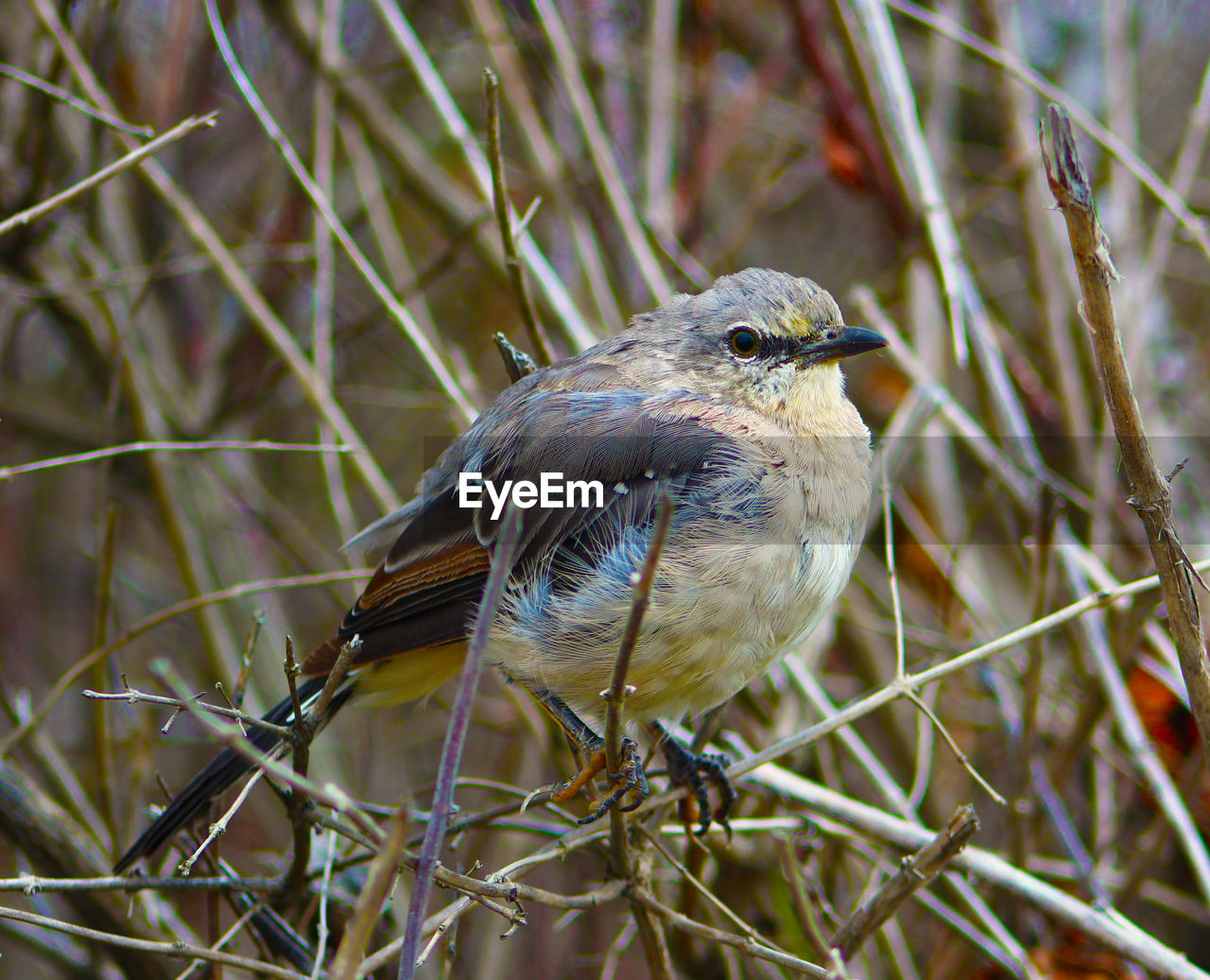 CLOSE-UP OF BIRD PERCHING ON TWIG