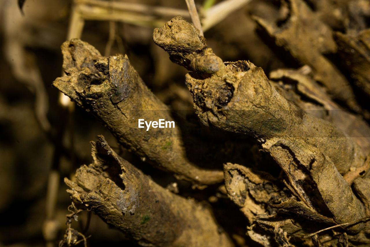 animal themes, nature, animal, macro photography, reptile, close-up, animal wildlife, leaf, tree, no people, wildlife, lizard, plant, one animal, outdoors