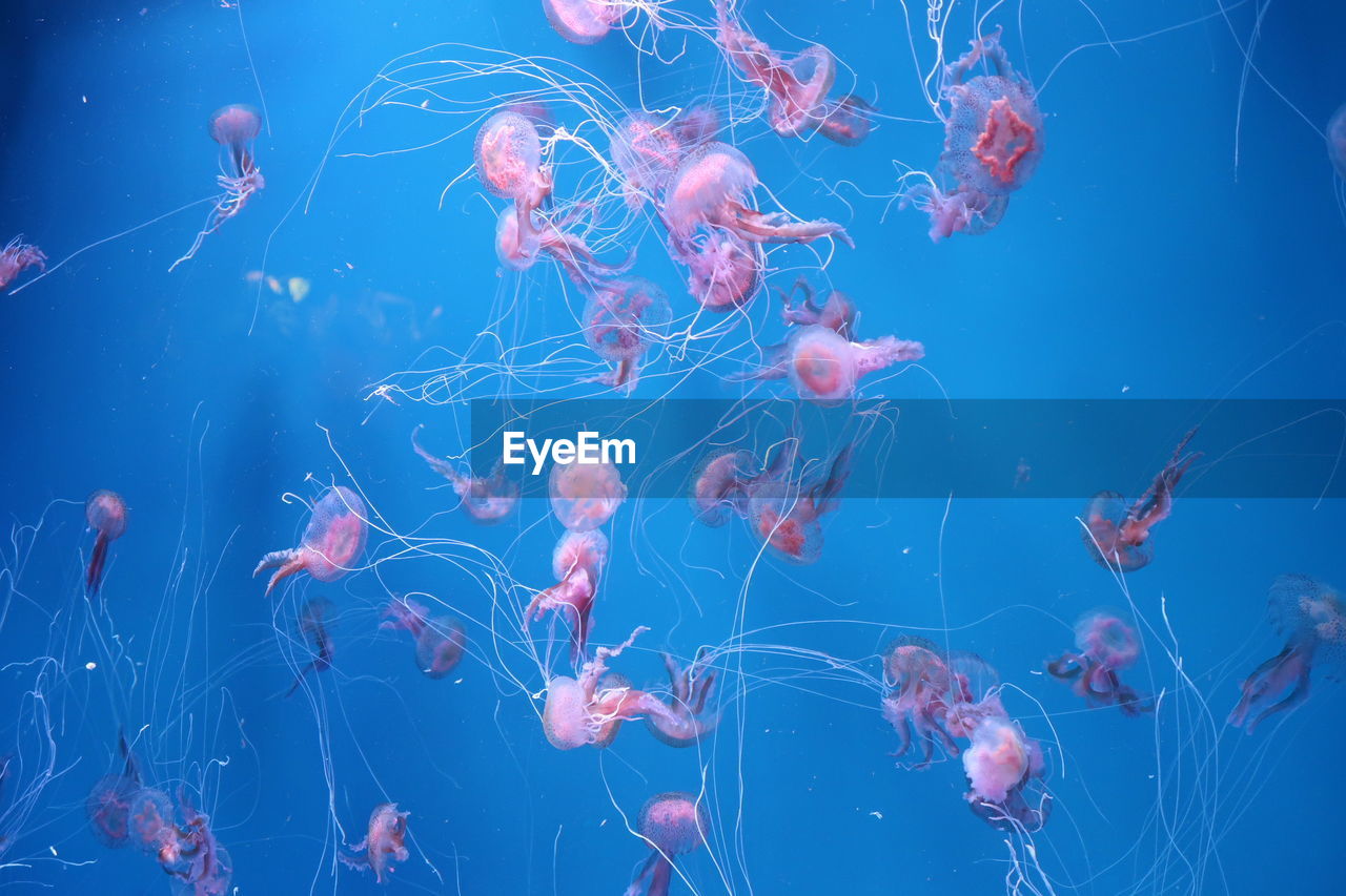 Jellyfish swimming in sea