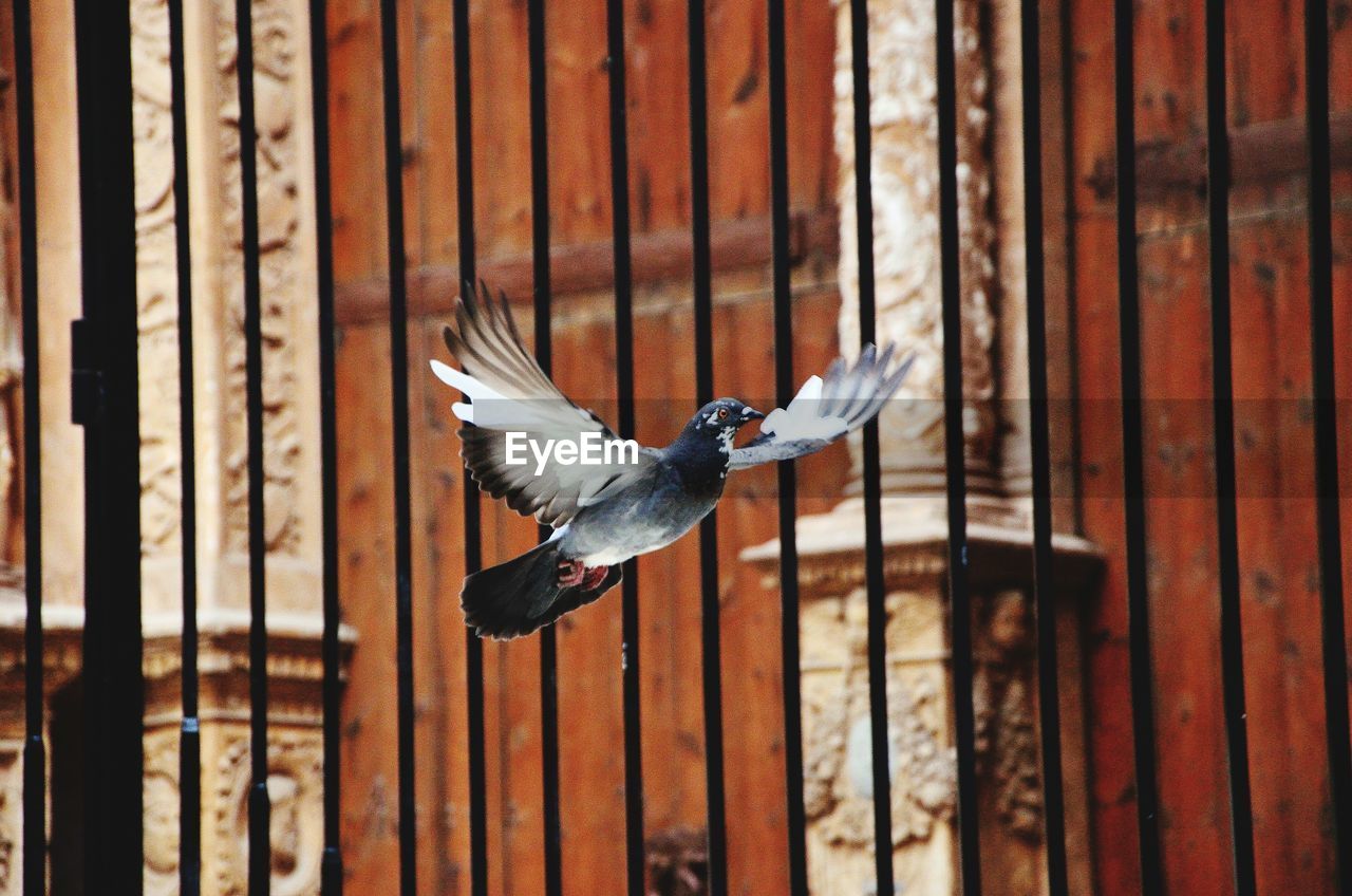 Pigeon flying against metallic fence