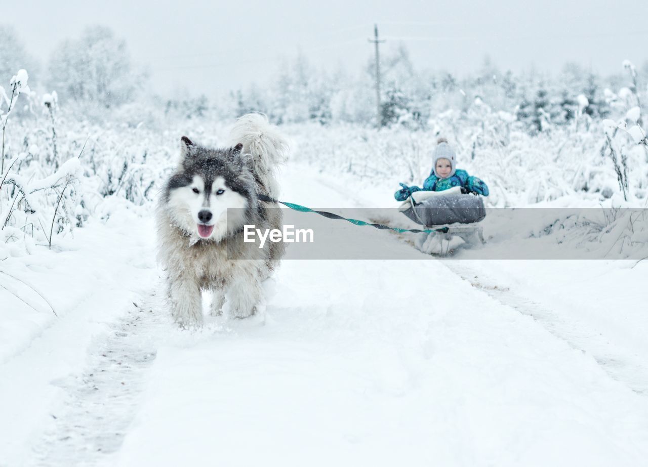 Dog on snowcapped landscape during winter