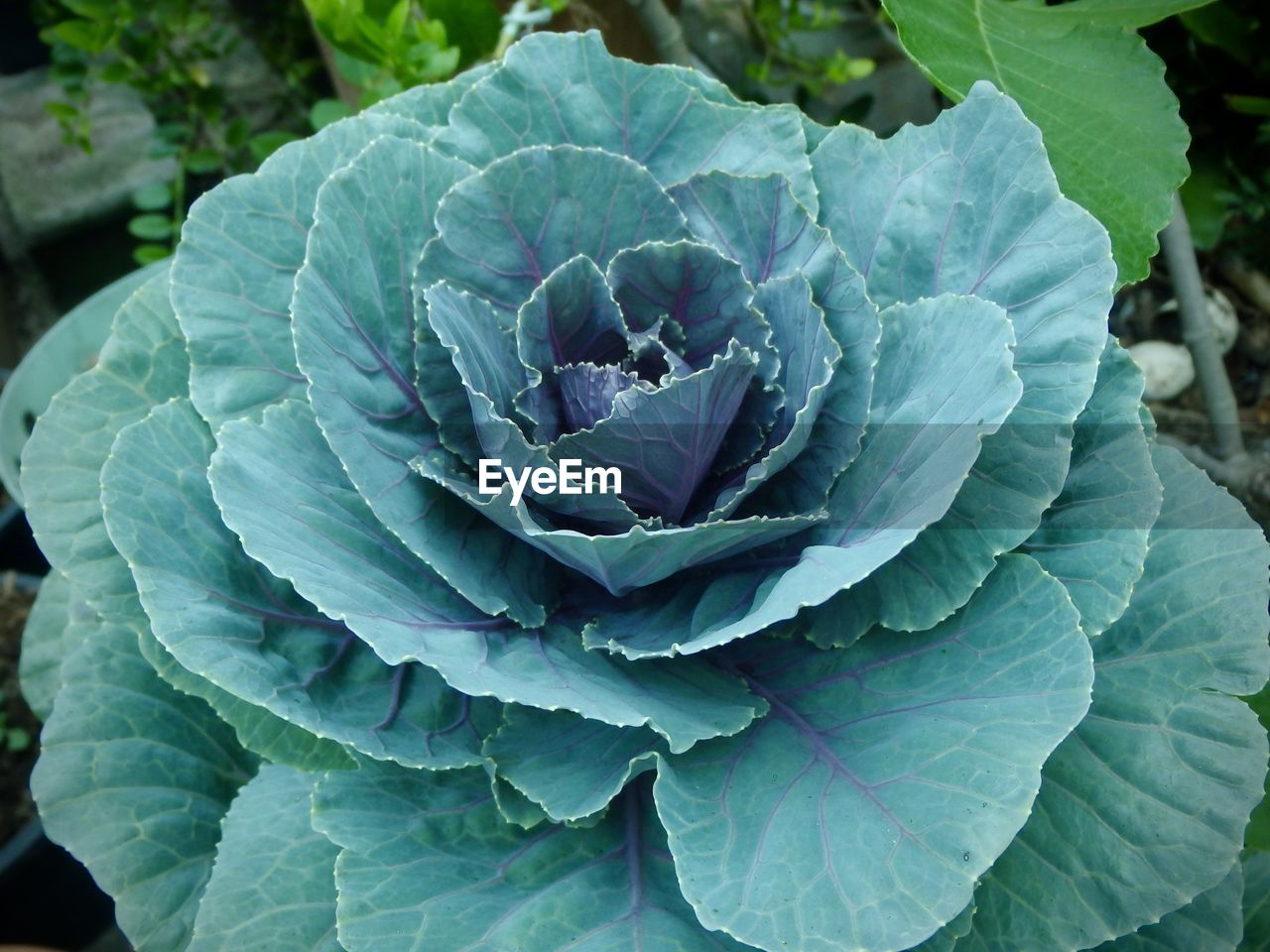 leaf, plant part, plant, growth, freshness, nature, flower, close-up, cabbage, vegetable, beauty in nature, green, no people, food and drink, food, healthy eating, garden, day, flowering plant, vegetable garden, high angle view, outdoors, land, agriculture, kale