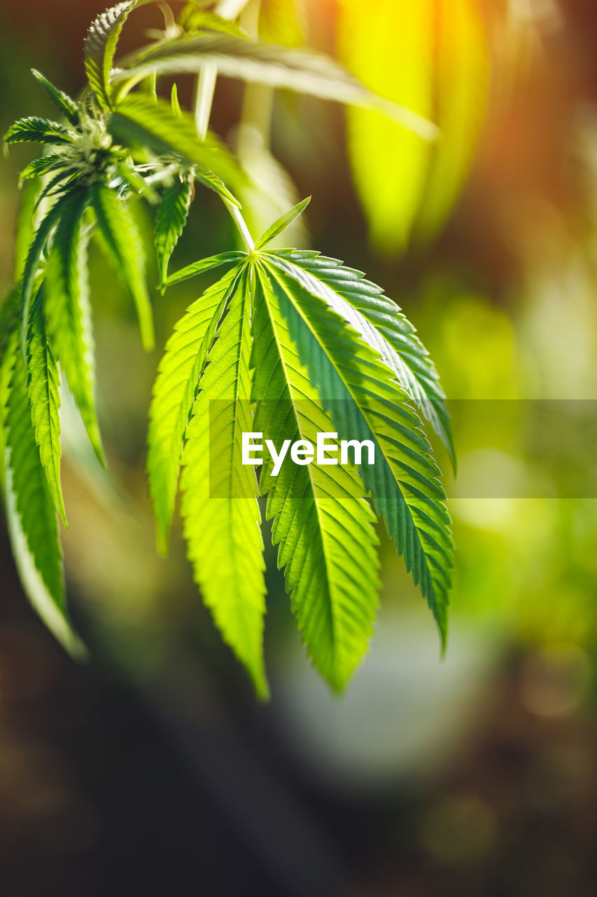 Young leaf of marijuana plant detail at sunset.