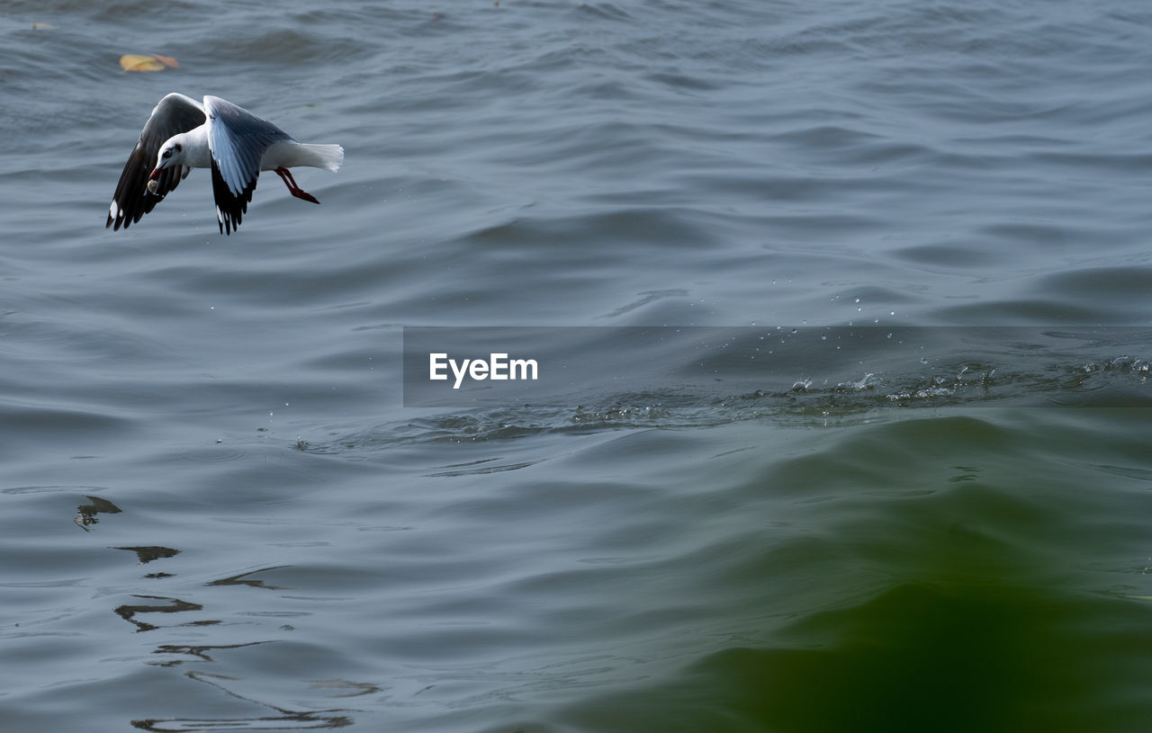 Laridae fly in the air seagull flying over sea try to catch fish to get food.