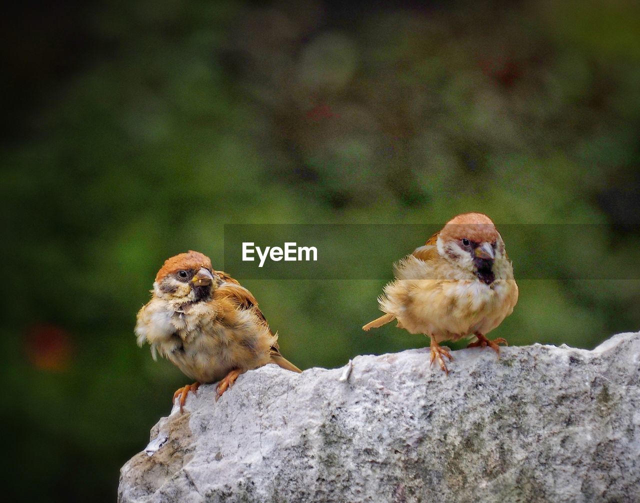 SPARROW PERCHING ON ROCK