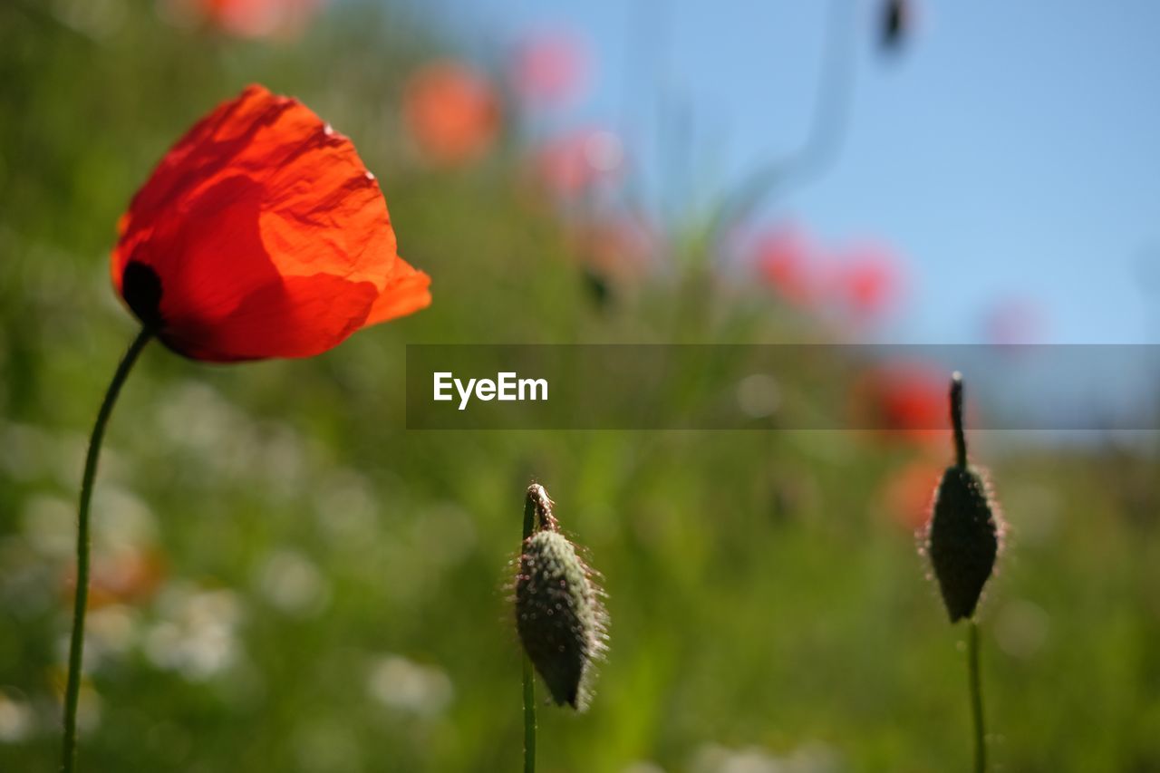 CLOSE-UP OF POPPY ON PLANT