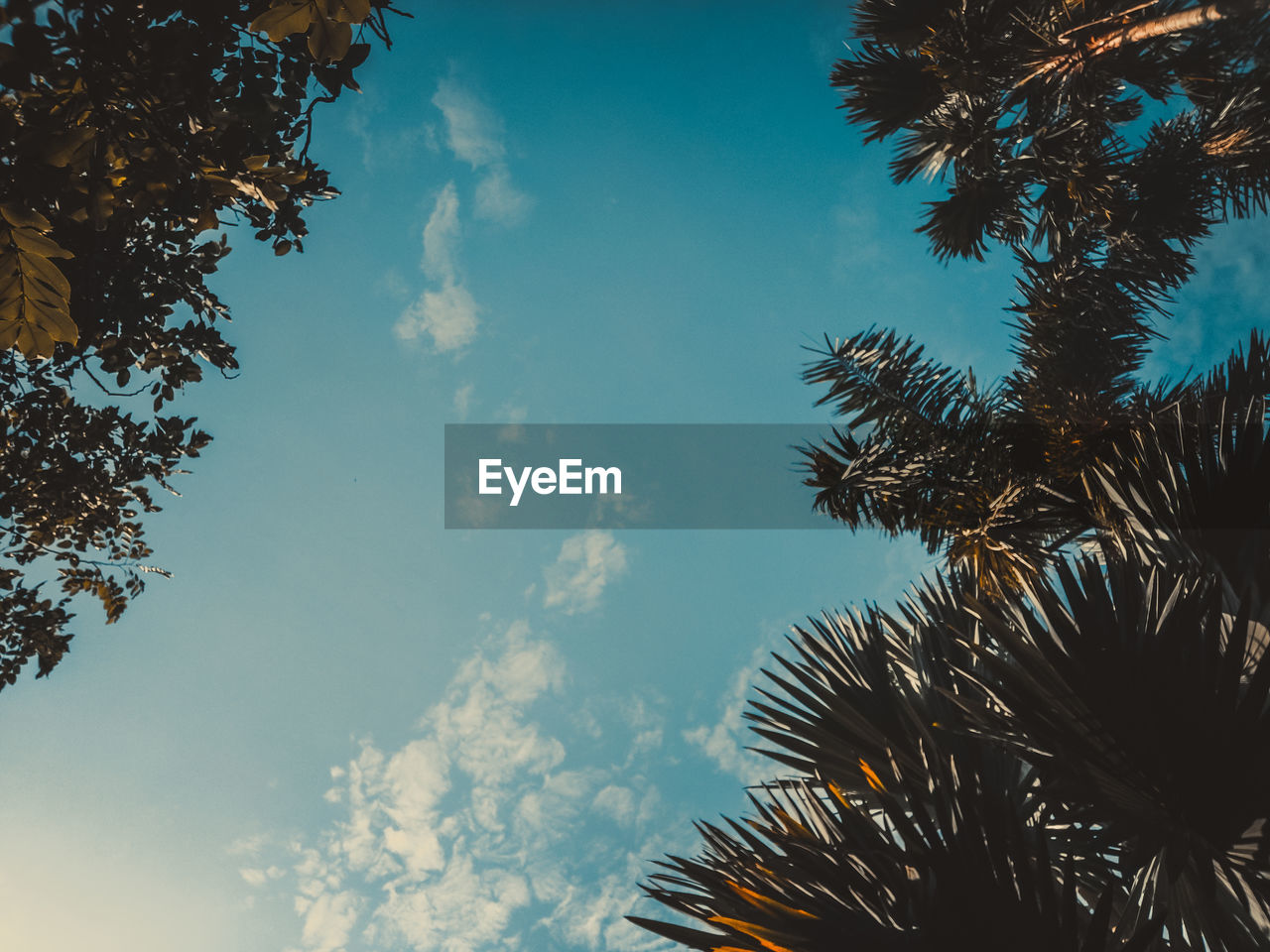 Low angle view of palm trees against blue sky