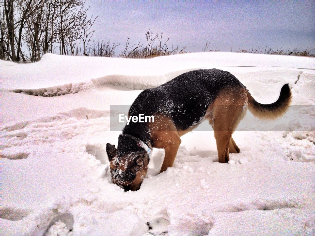 Dog sniffing in snow