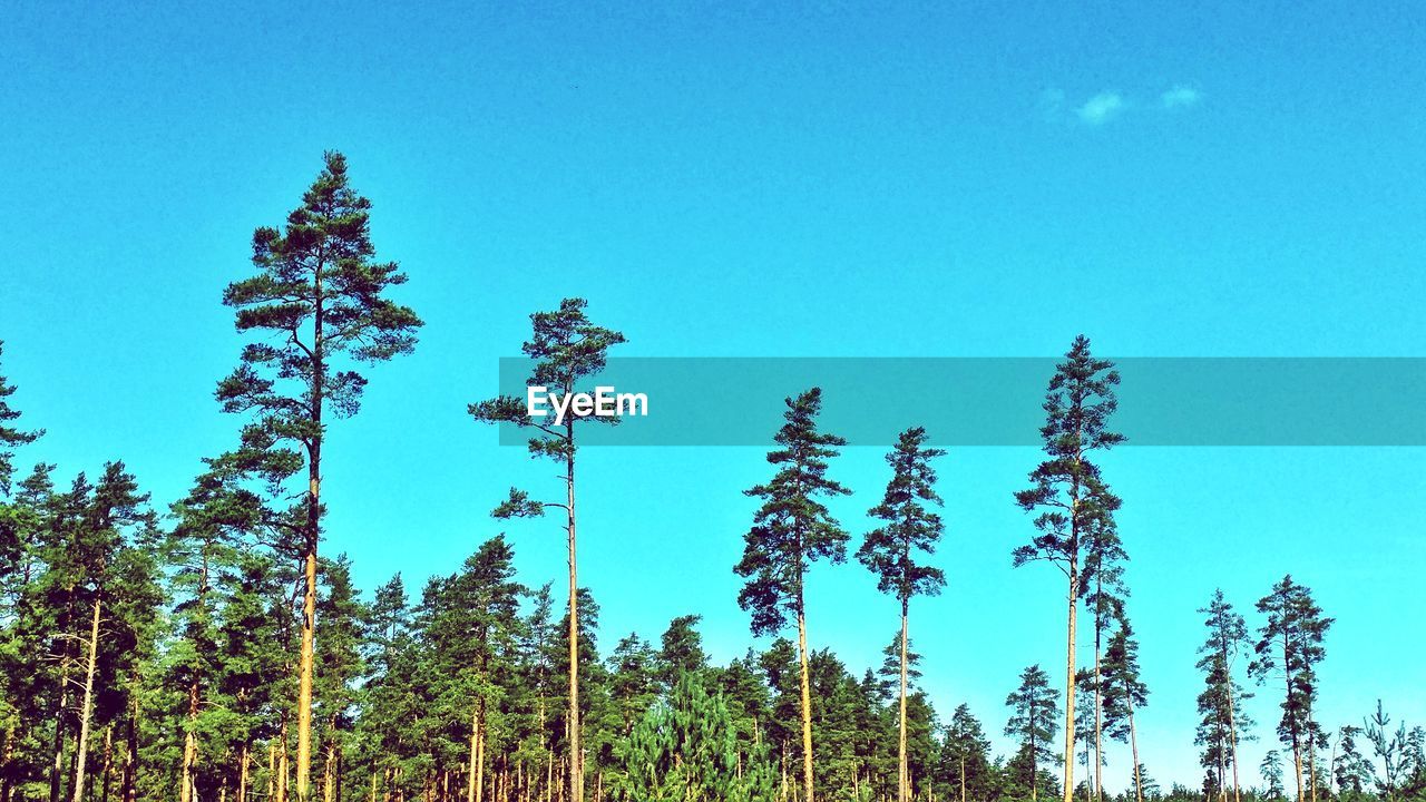 LOW ANGLE VIEW OF TREES IN FOREST AGAINST CLEAR BLUE SKY
