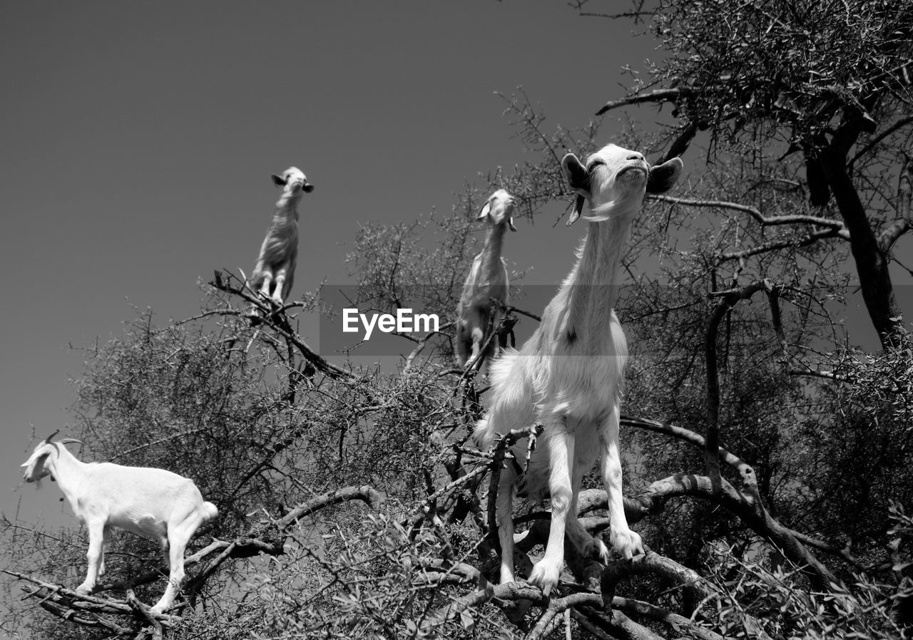 View of goats perching on tree