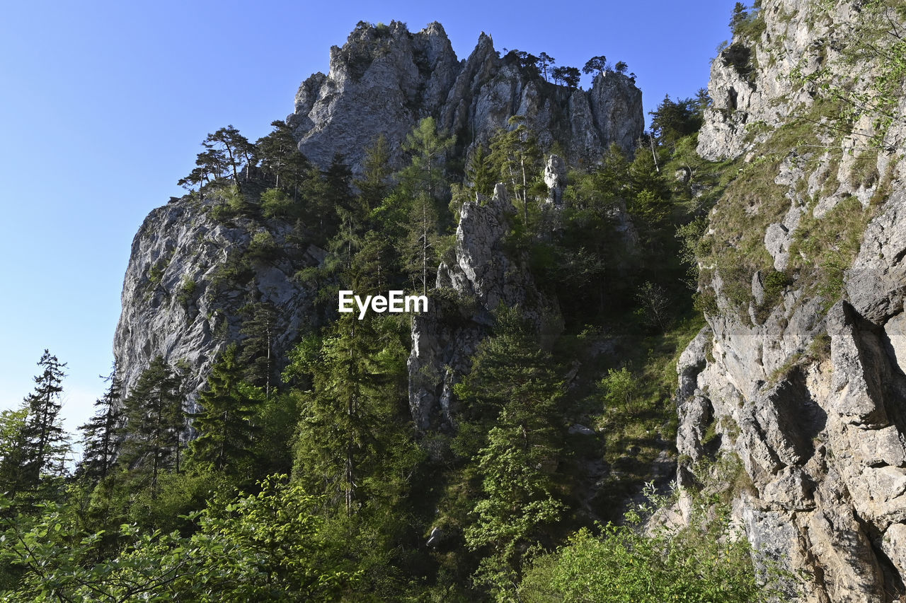 Low angle view of trees on rock against sky