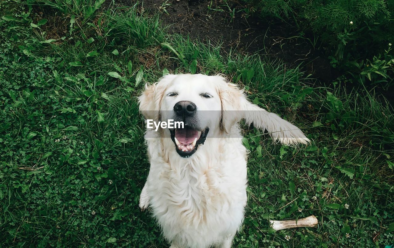 Portrait of white dog on lawn