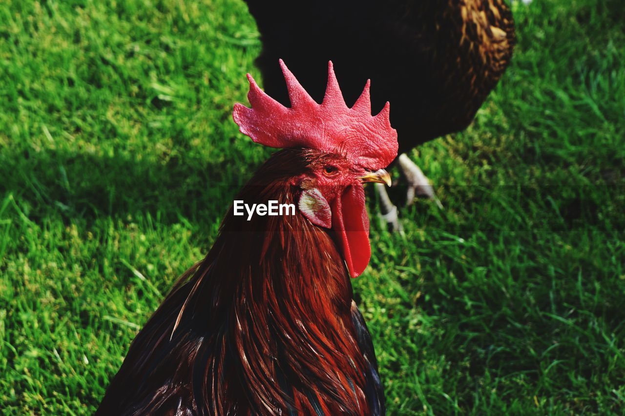 Close-up of rooster on field