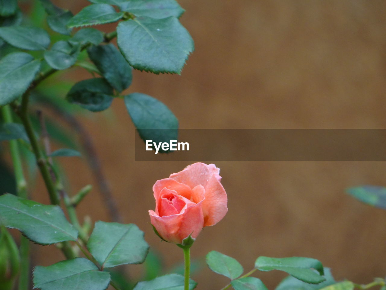 Close-up of pink rose