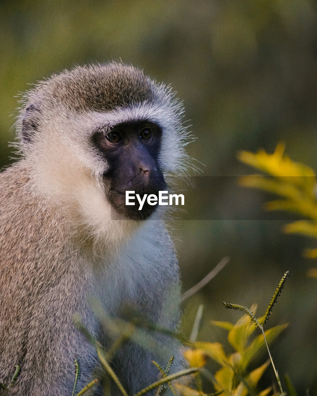 Vervet monkey