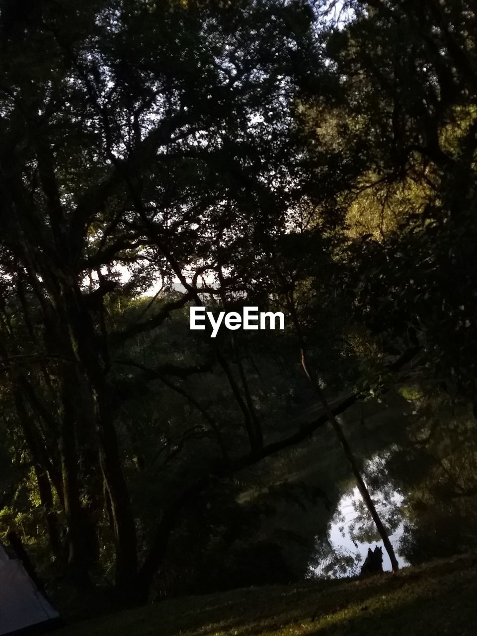 LOW ANGLE VIEW OF TREES AGAINST SKY