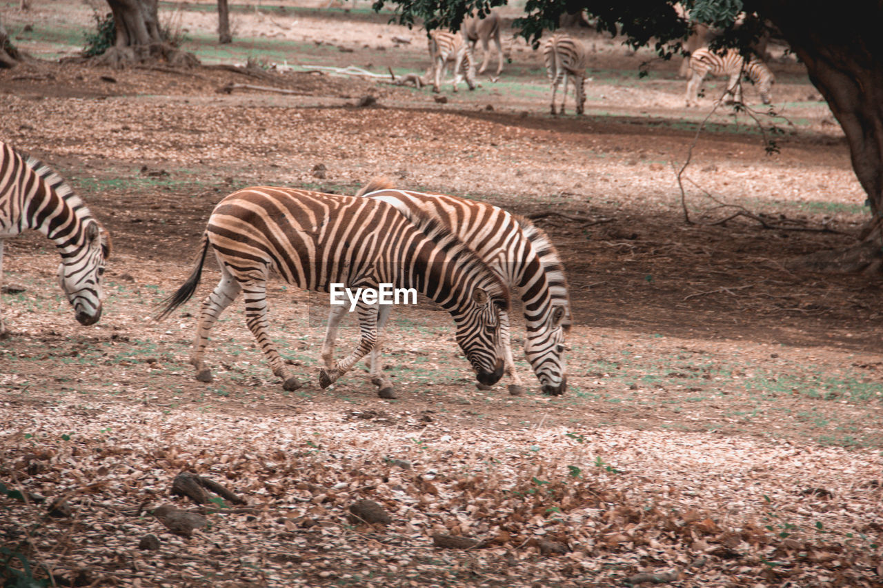 Zebras having am evening walk 