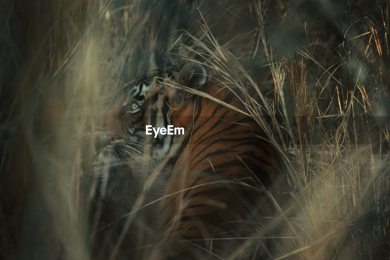 Close-up of tiger amidst plants on field