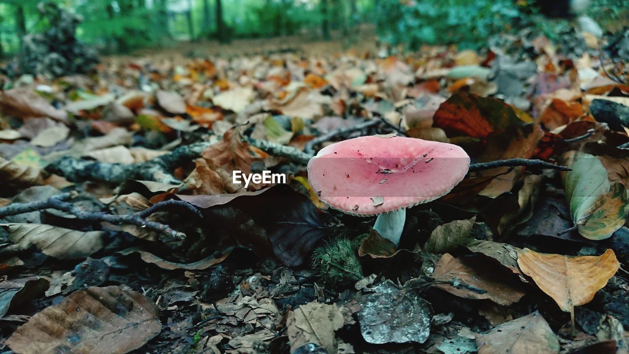 Close-up of mushrooms growing outdoors