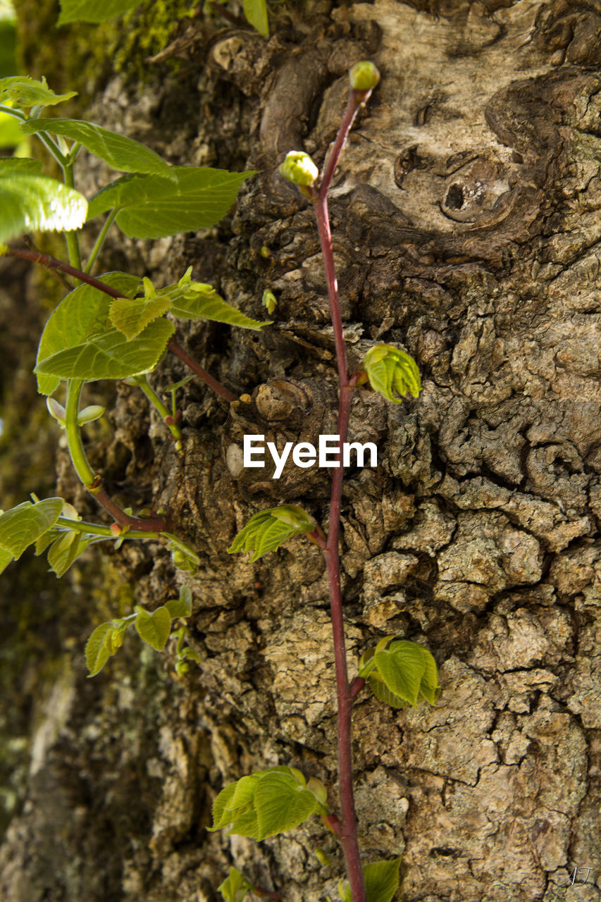 Close-up of plants growing in farm