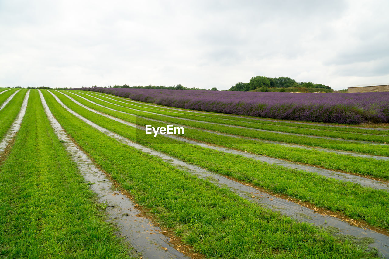 AGRICULTURAL FIELD AGAINST SKY