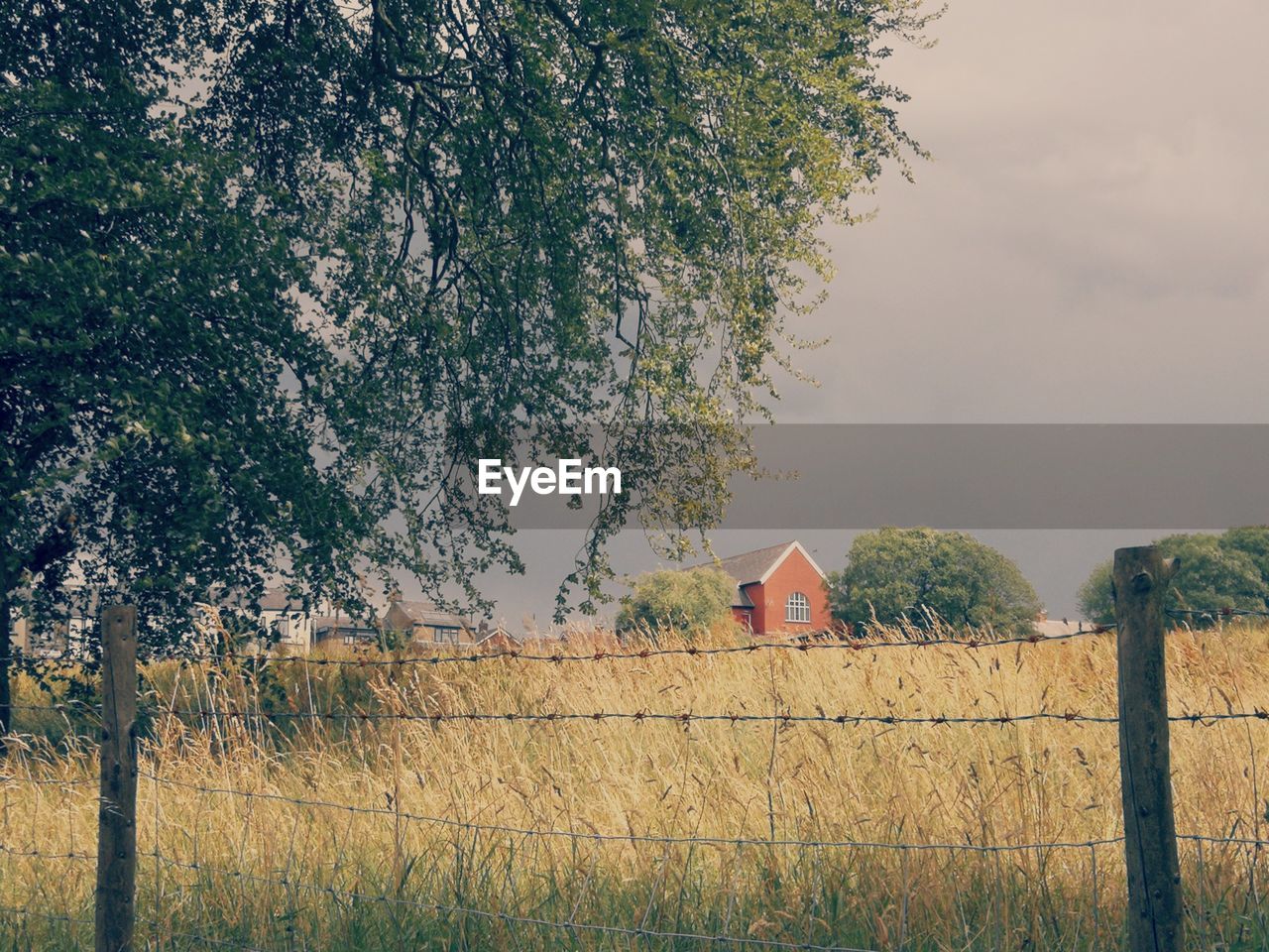 Trees growing on field against sky