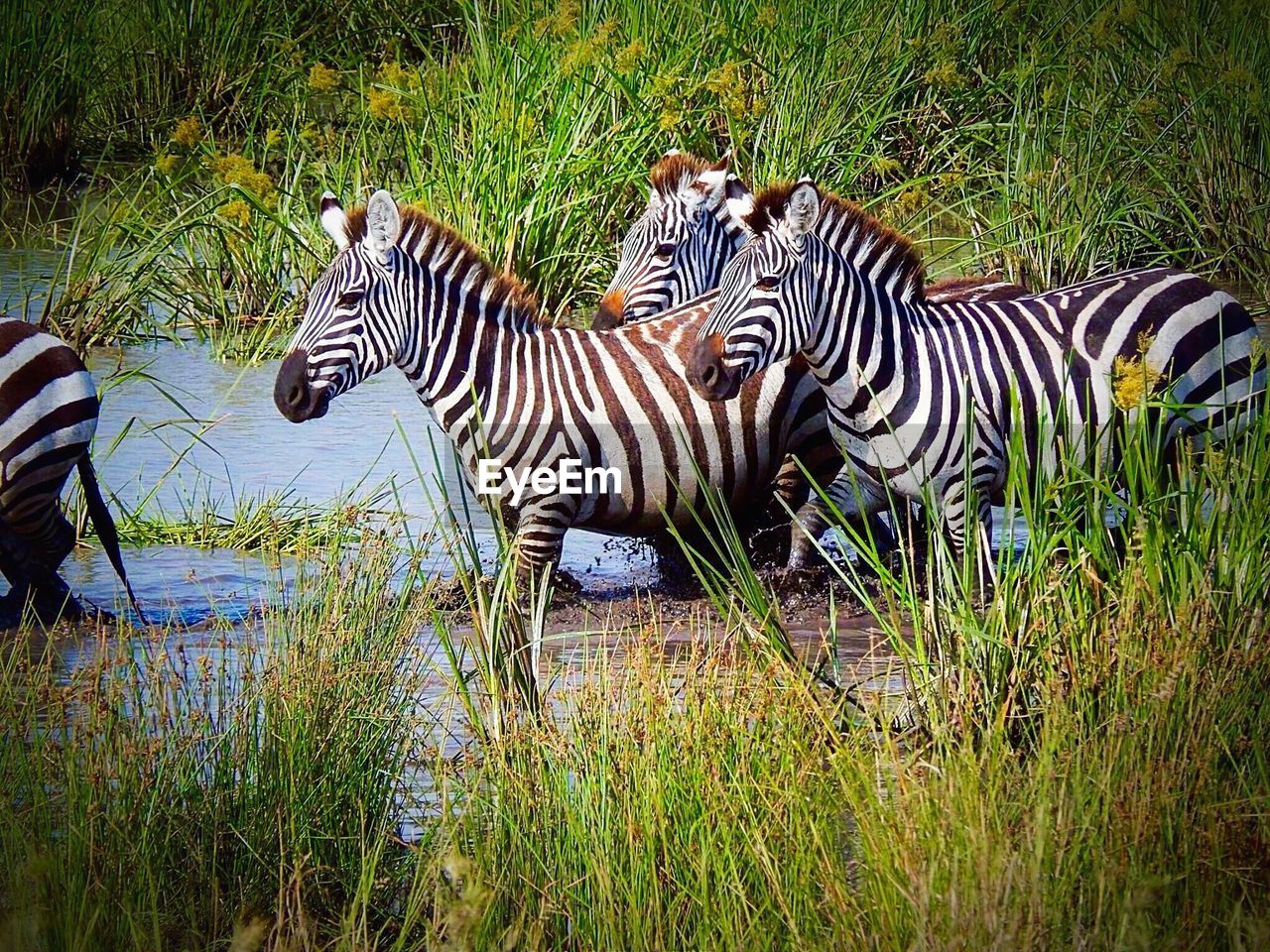 Zebras walking on riverbank