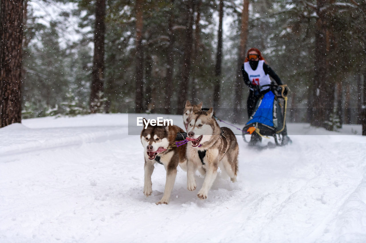 BOY WITH DOG IN SNOW