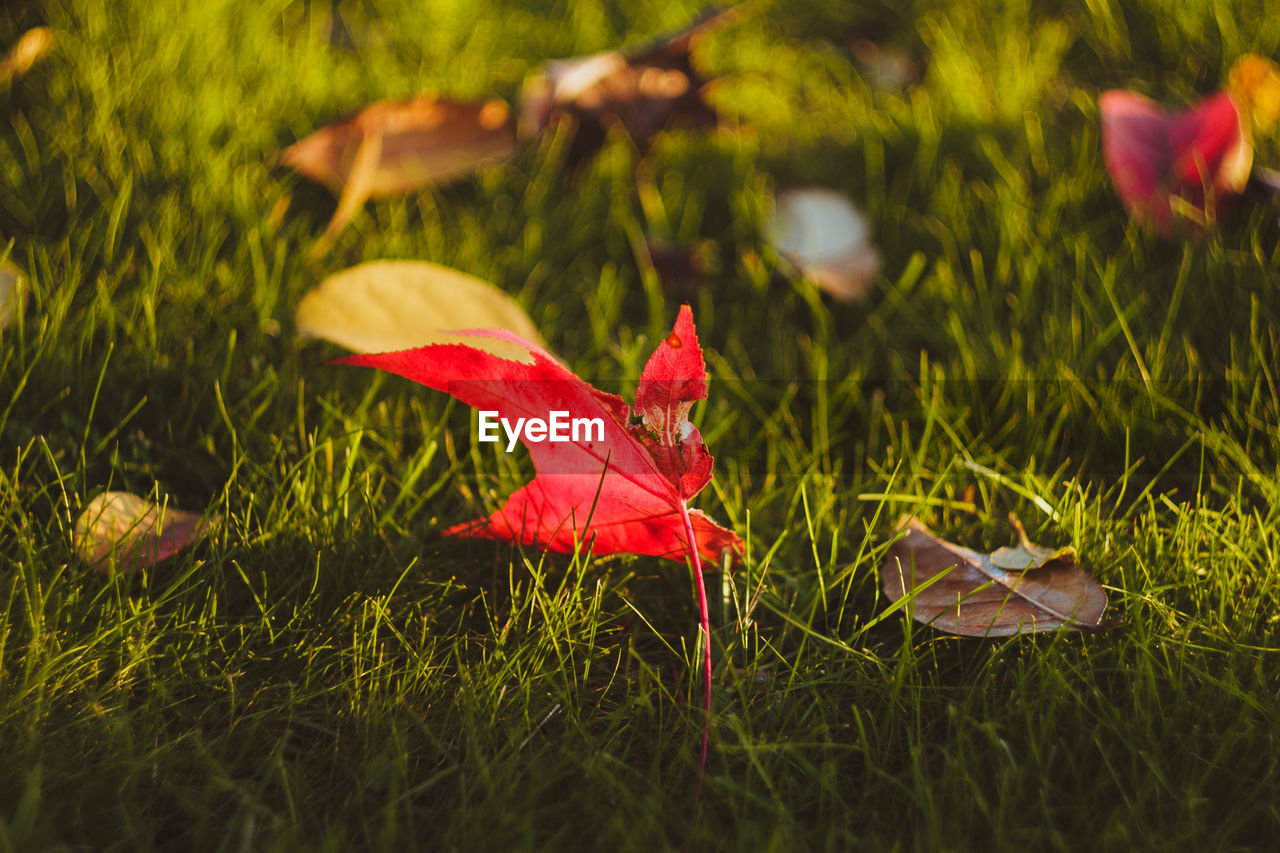 CLOSE-UP OF RED MAPLE LEAF ON GRASS