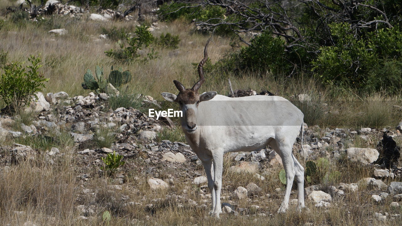 DEER STANDING ON FIELD