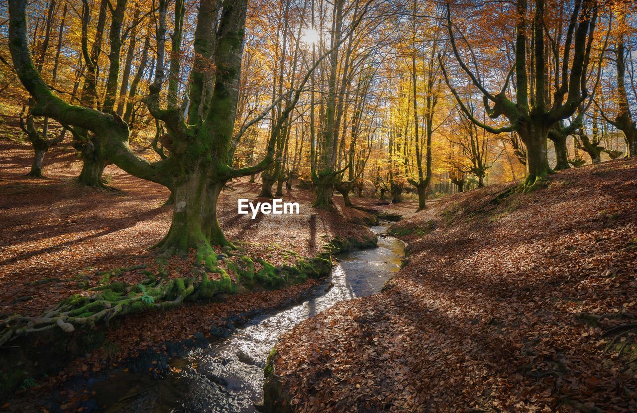 Trees in forest during autumn