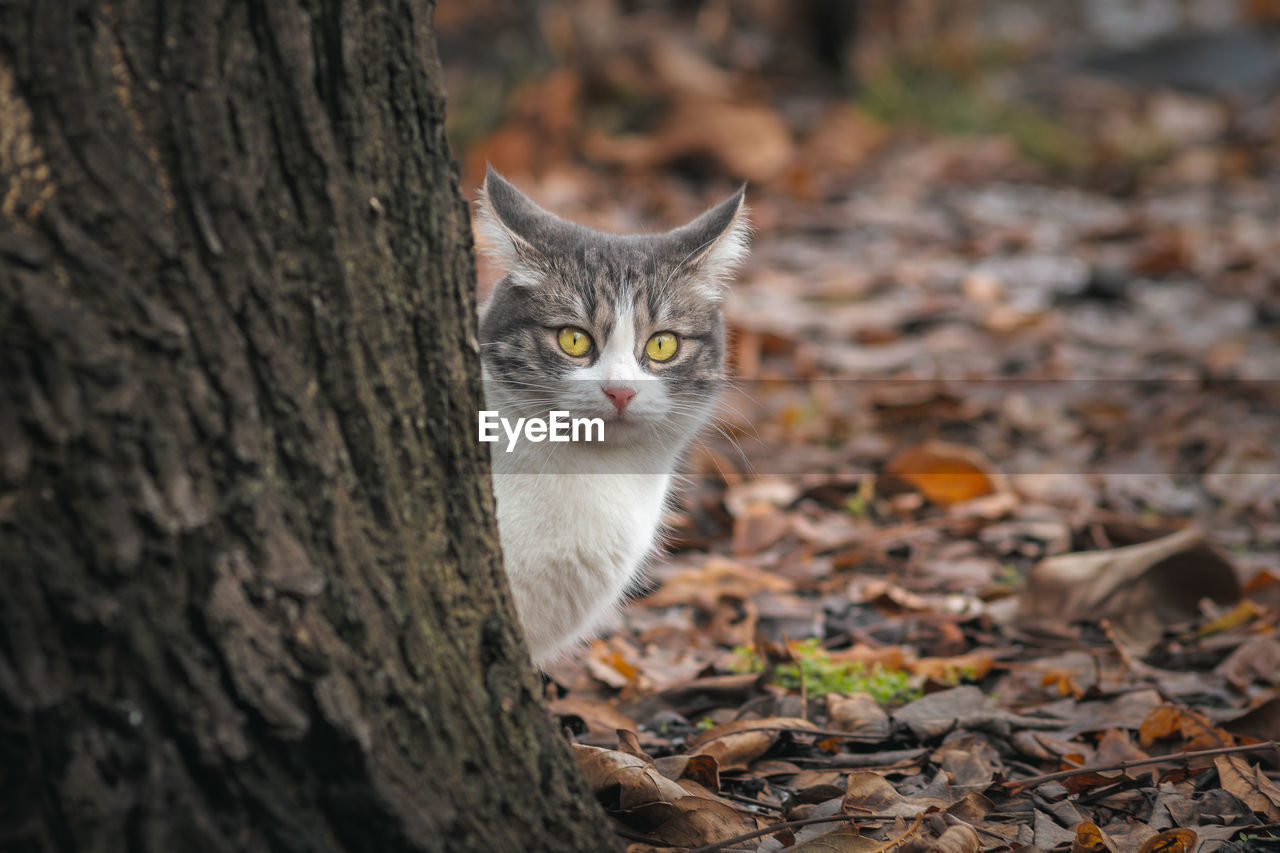 Close-up portrait of a cat