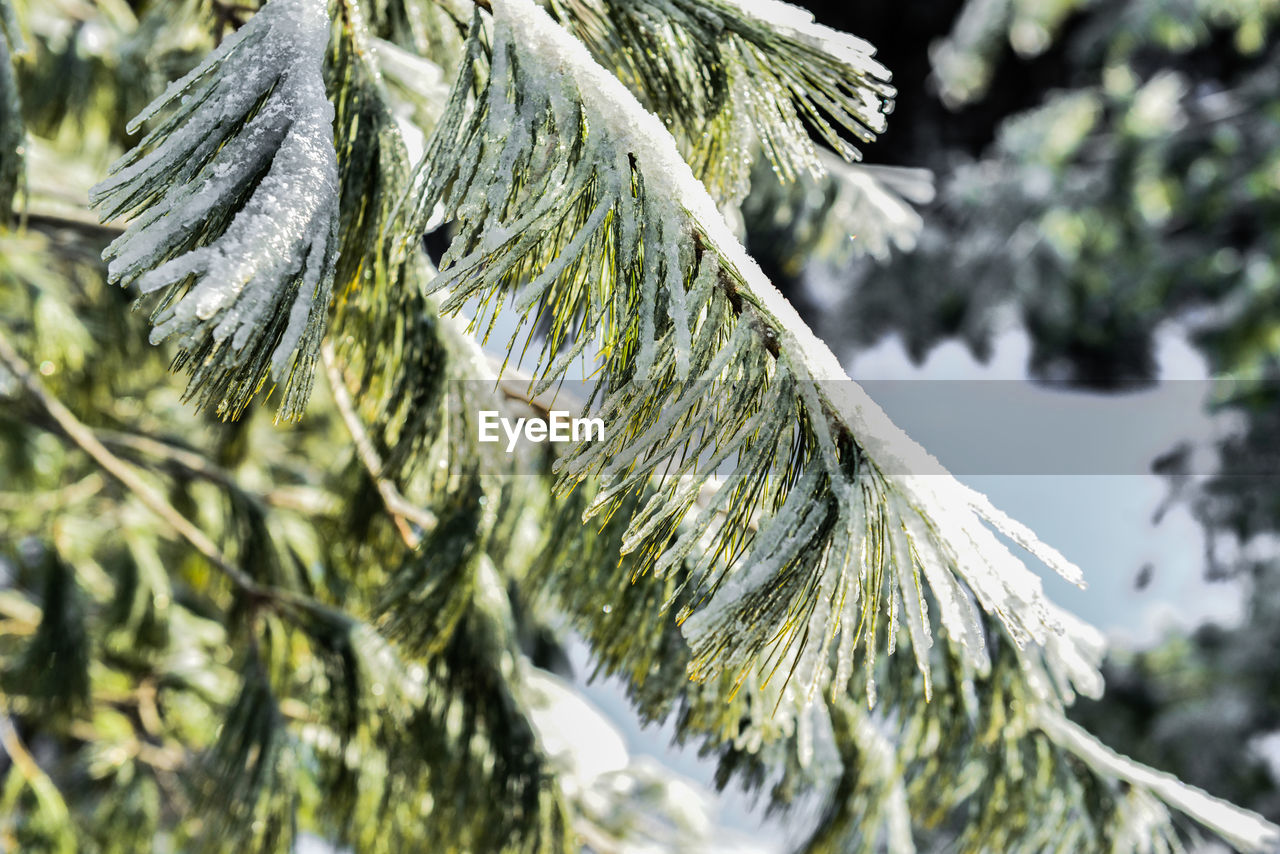 Frozen pine needles on a tree