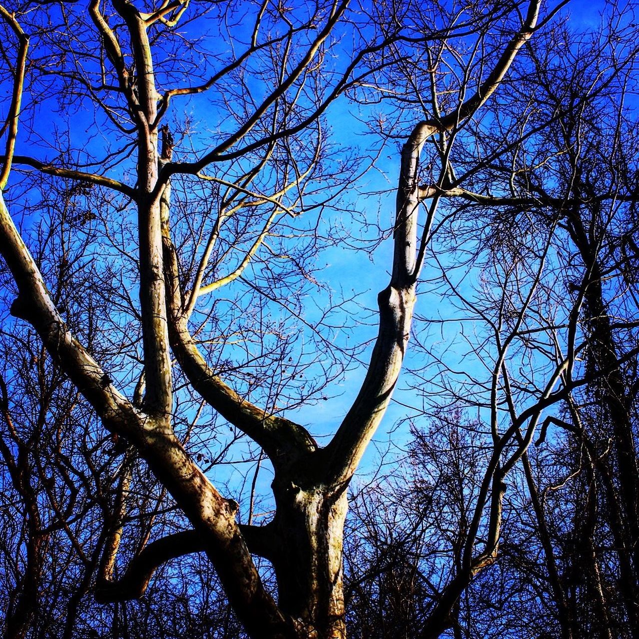 LOW ANGLE VIEW OF TREES AGAINST SKY