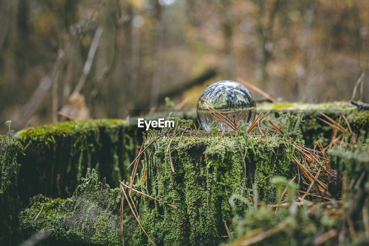Glass transparent ball on a stump overgrown with moss. environmental protection concept