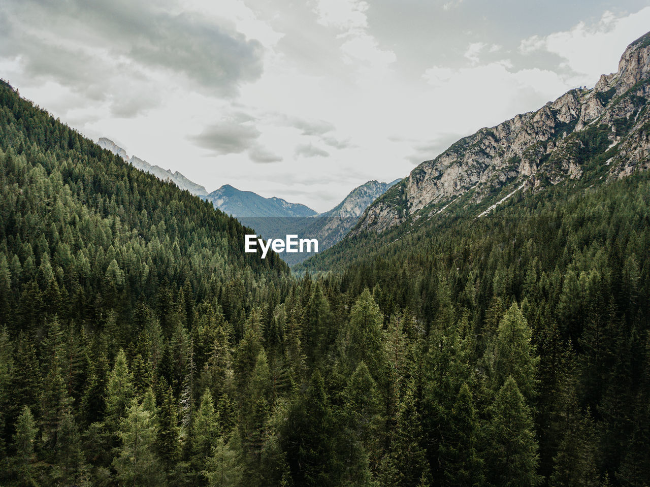 Scenic view of pine trees against sky