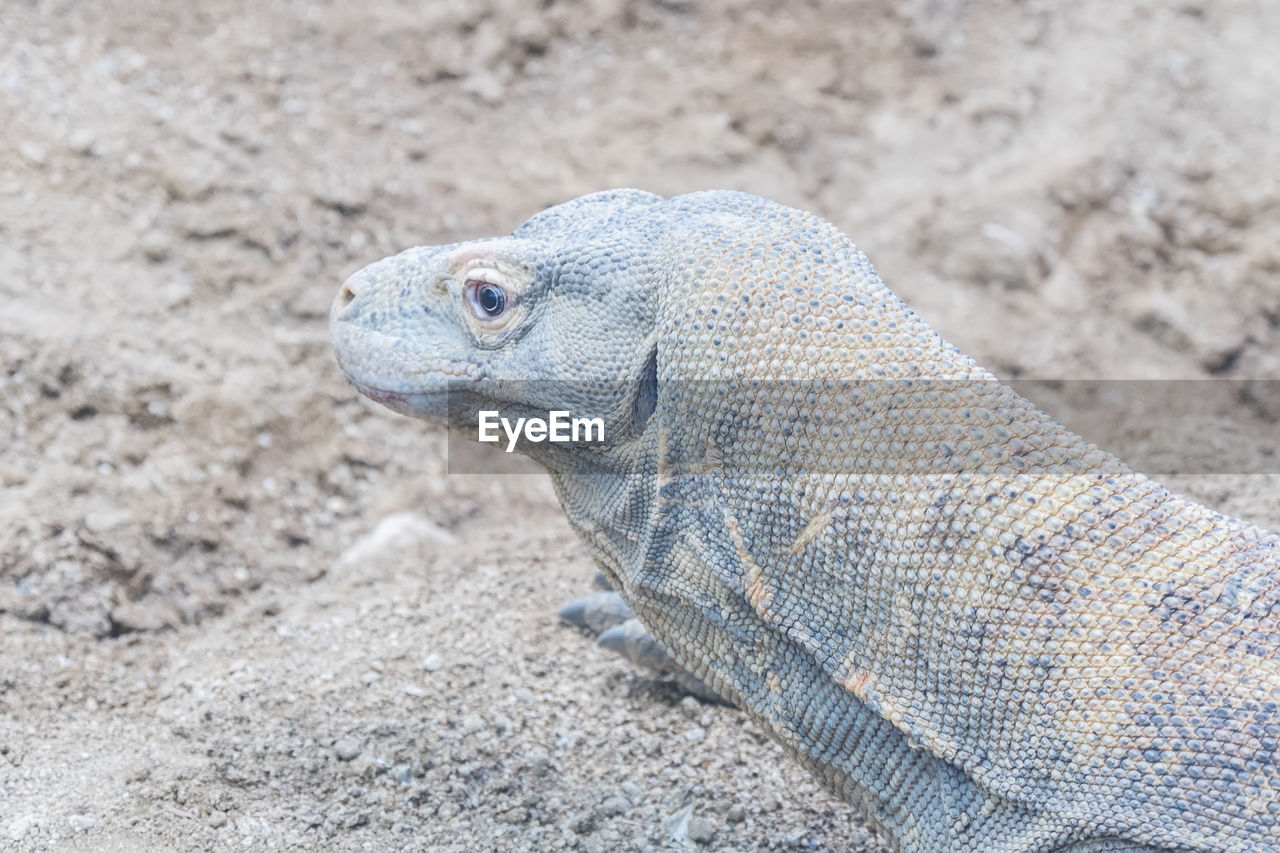 high angle view of lizard