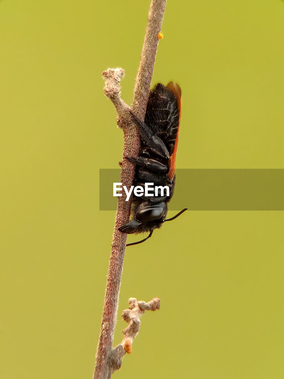 CLOSE-UP OF BUTTERFLY ON LEAF