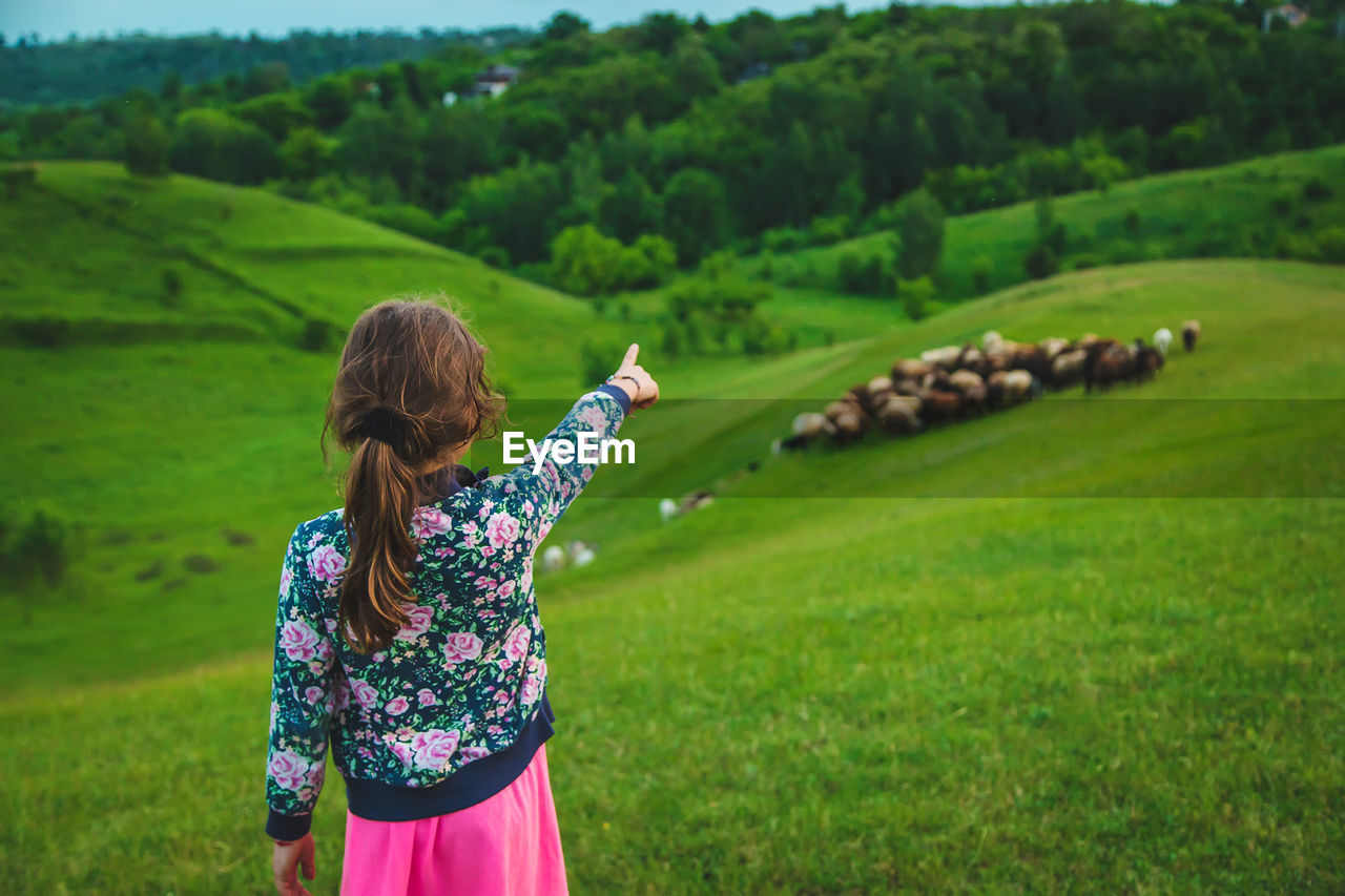 Rear view of girl pointing at flock of sheep