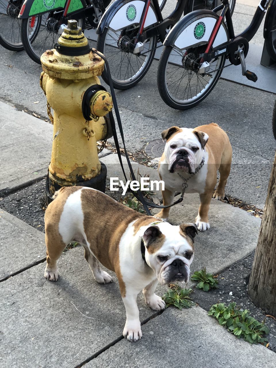 View of a dogs on sidewalk