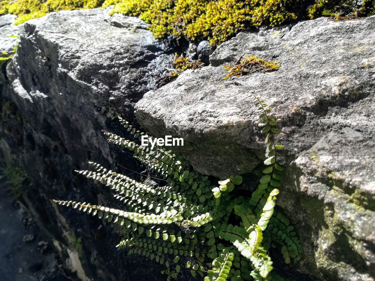 CLOSE-UP OF PLANTS GROWING ON ROCKS