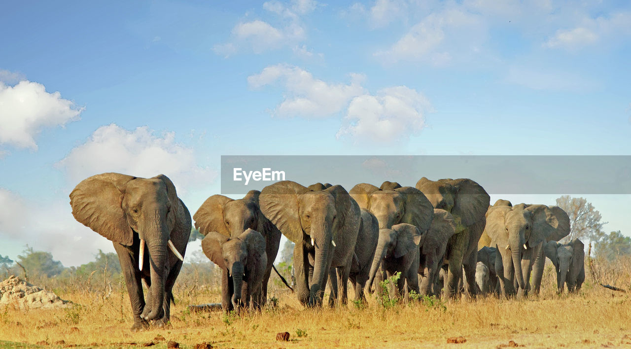 View of elephants on the savannah against sky