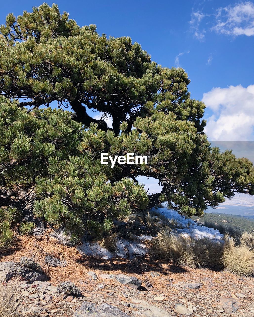 TREES GROWING BY PLANTS AGAINST SKY