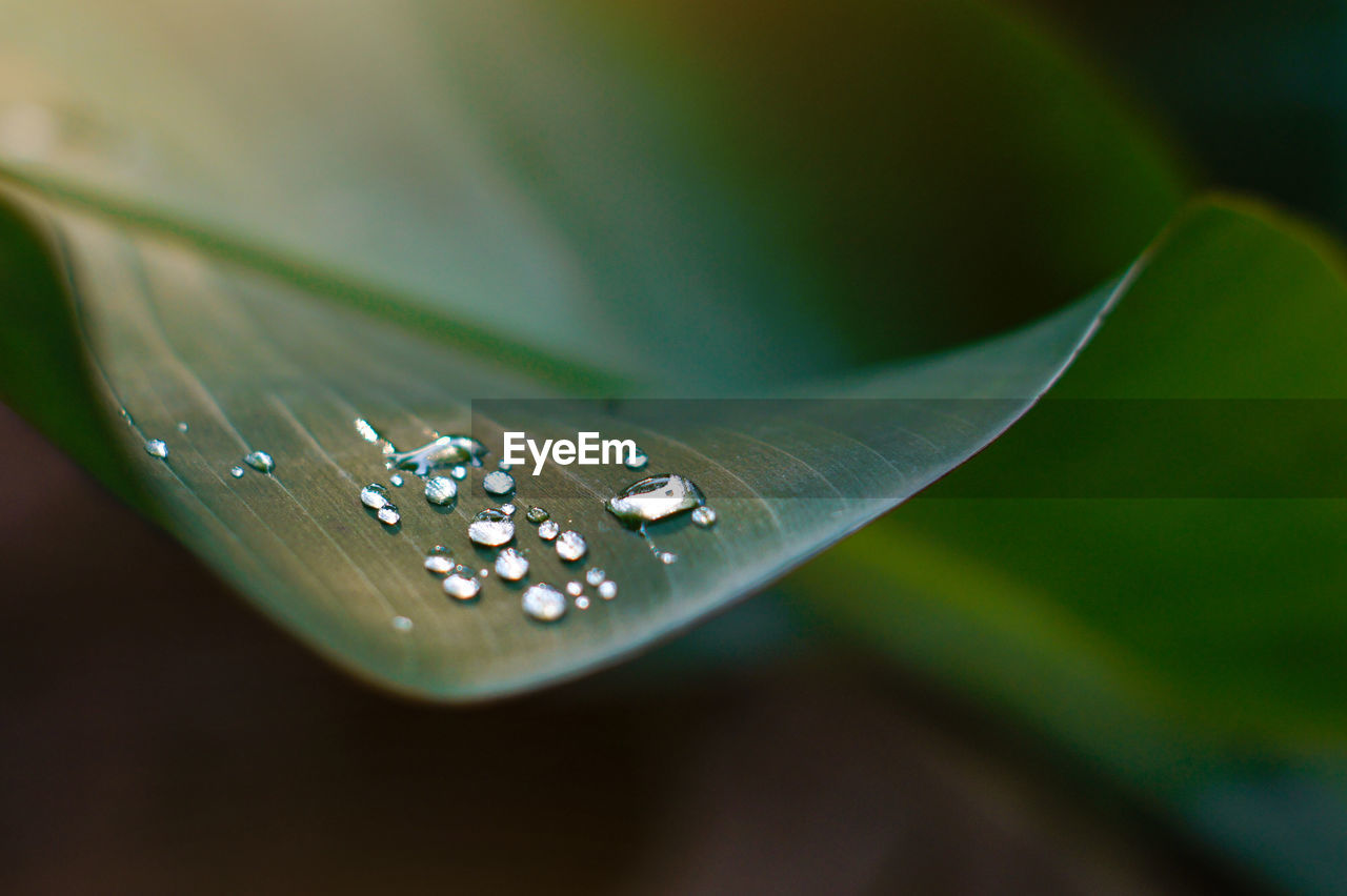 Close-up of water drop on leaf