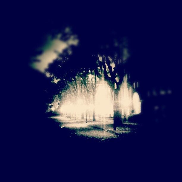 VIEW OF TREES AT NIGHT