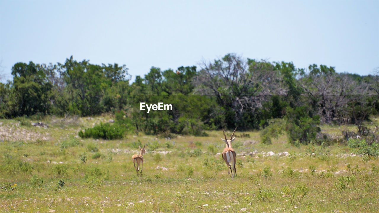 HORSES ON FIELD AGAINST TREES