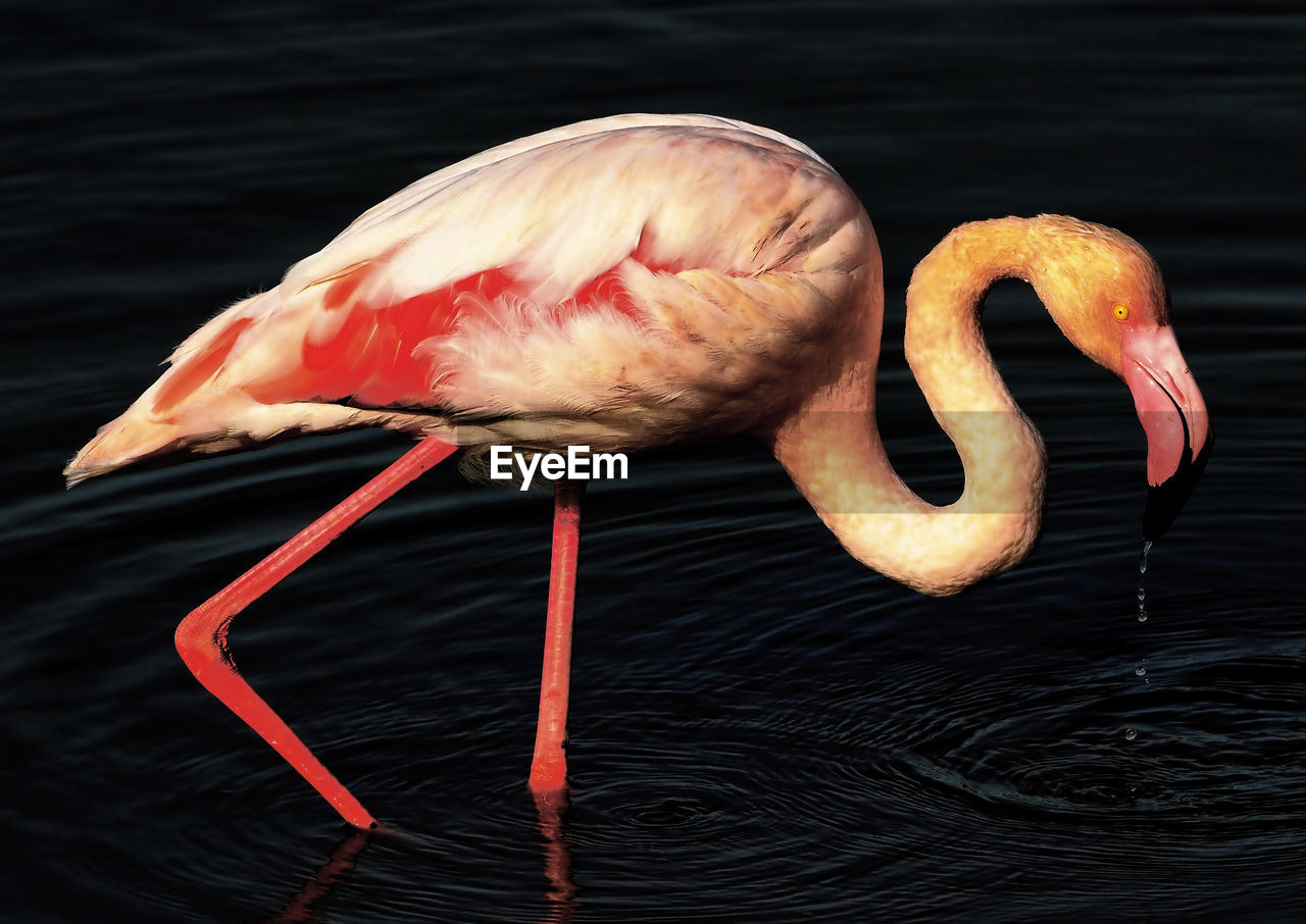 CLOSE-UP OF FLAMINGO DRINKING WATER