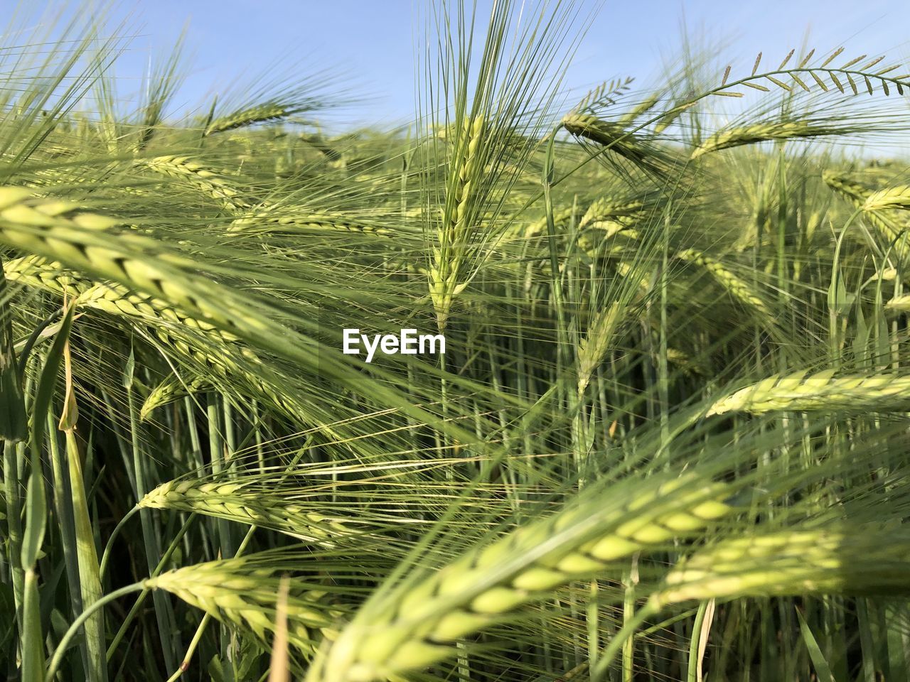 CLOSE-UP OF STALKS IN WHEAT FIELD