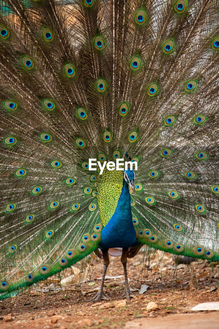 VIEW OF PEACOCK WITH FEATHERS